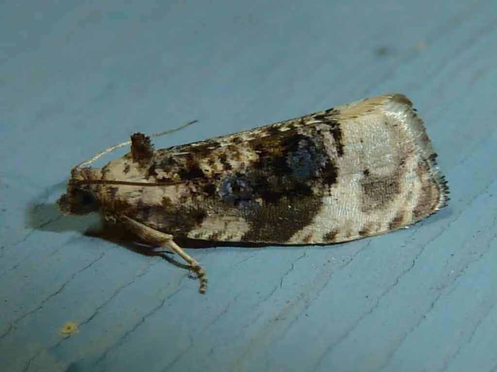 Off-white Hedya Moth