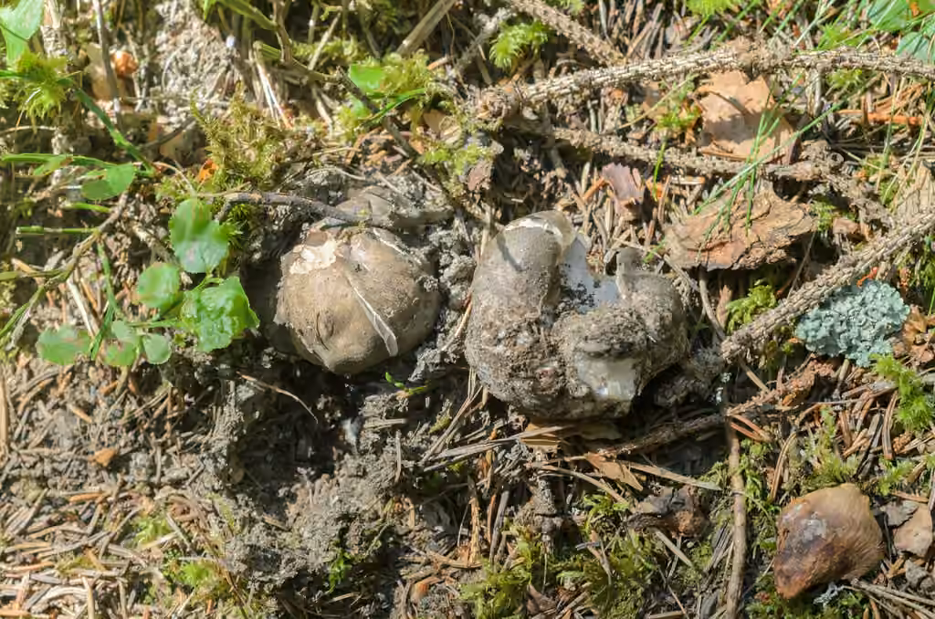 Black Falsebolete, photo 3 of 5