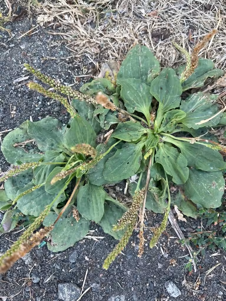 Plantain majeur, En fleurs