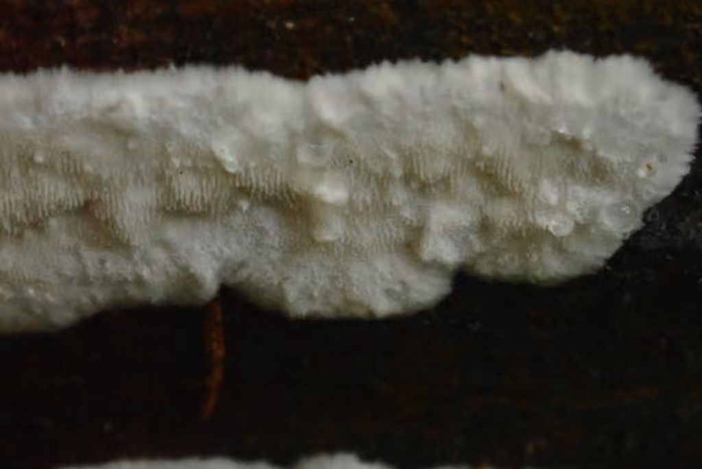 Cystidiopostia hibernica, photo 1 sur 5