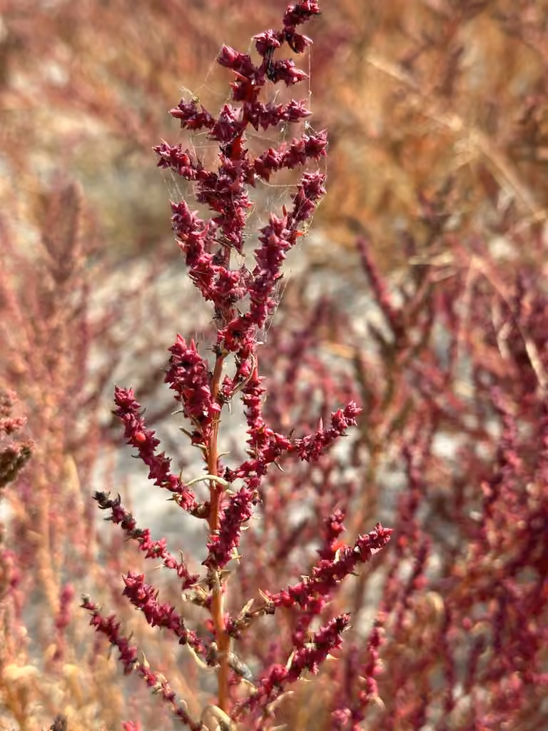 Pursh seepweed