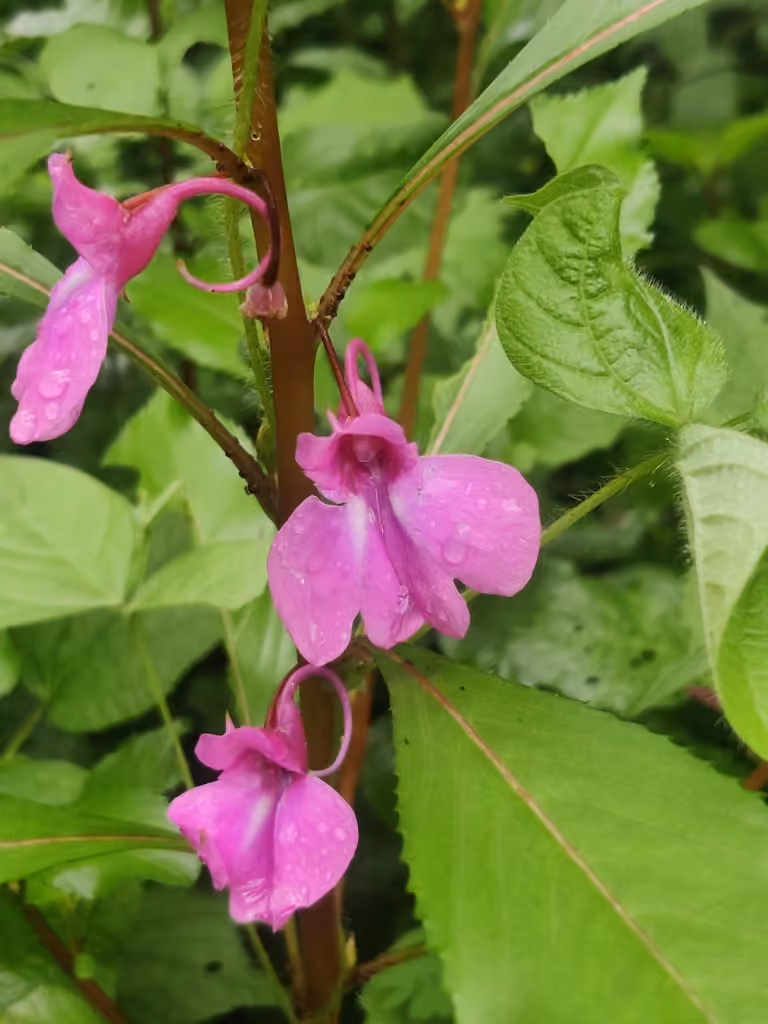 Balsamine des jardins, photo 1 sur 5
