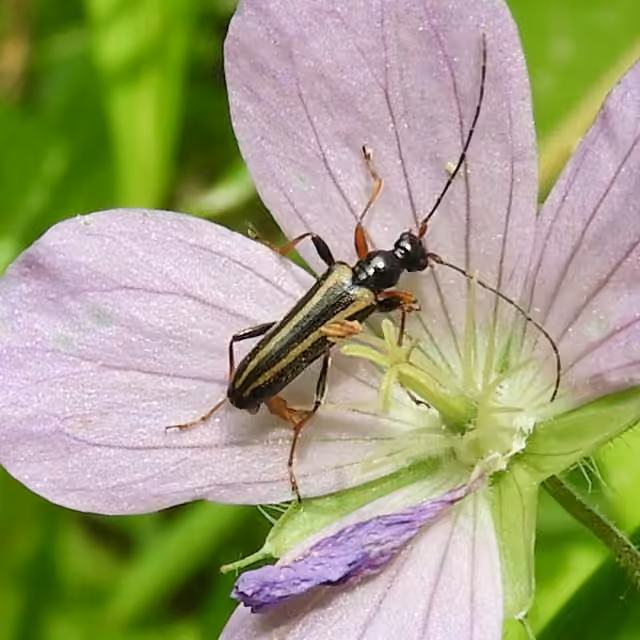 Longicorne cabossé, photo 3 sur 5