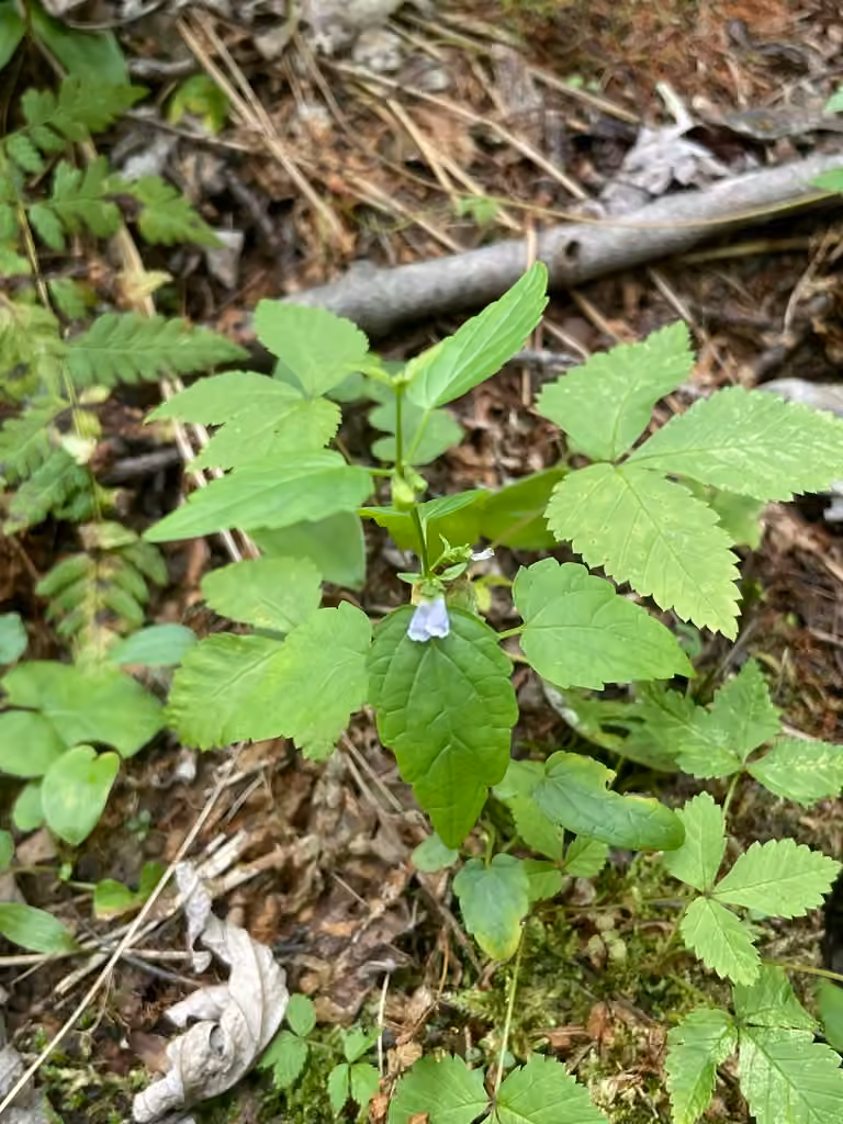 Scutellaire latériflore, En boutons