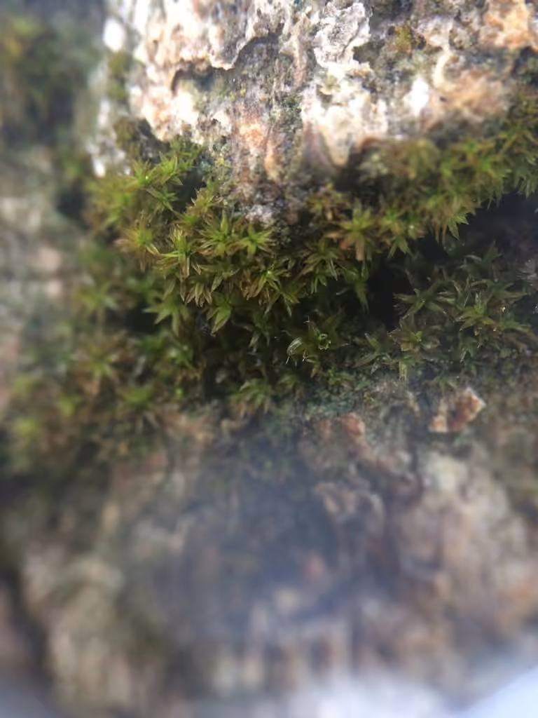 Park Yoke-moss, photo 3 of 5