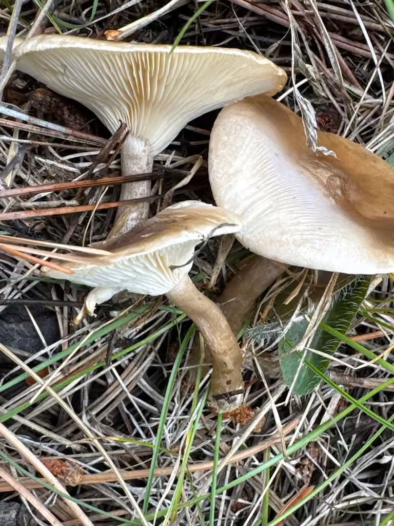 Clitocybe faux-squamuleux, photo 3 sur 5