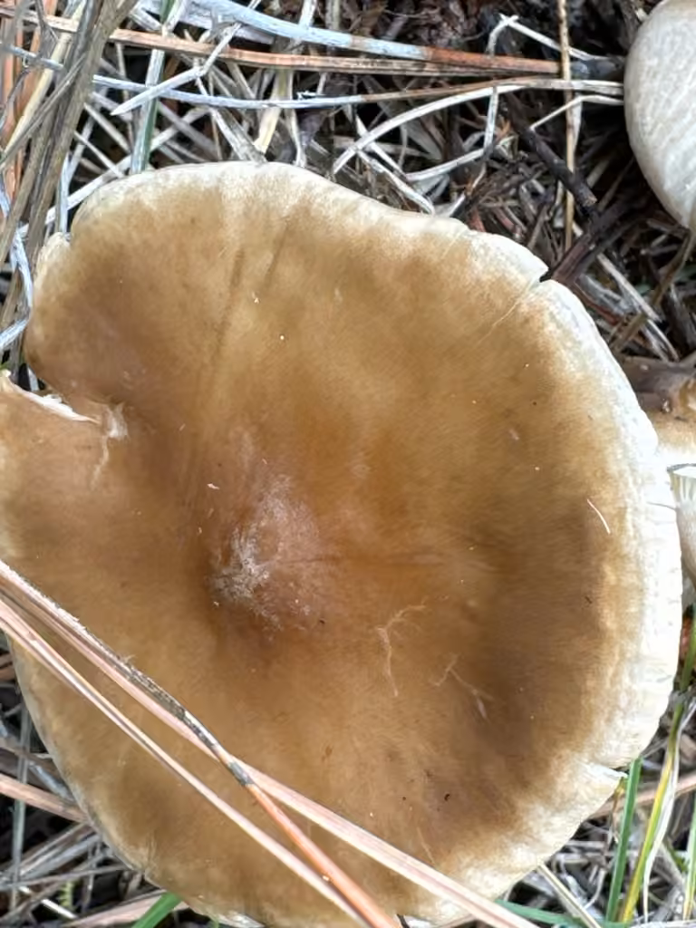 Clitocybe faux-squamuleux, photo 2 sur 5
