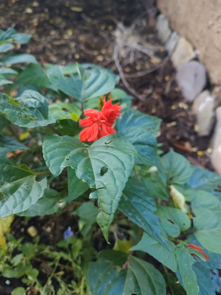 Sauge rouge, En fleurs