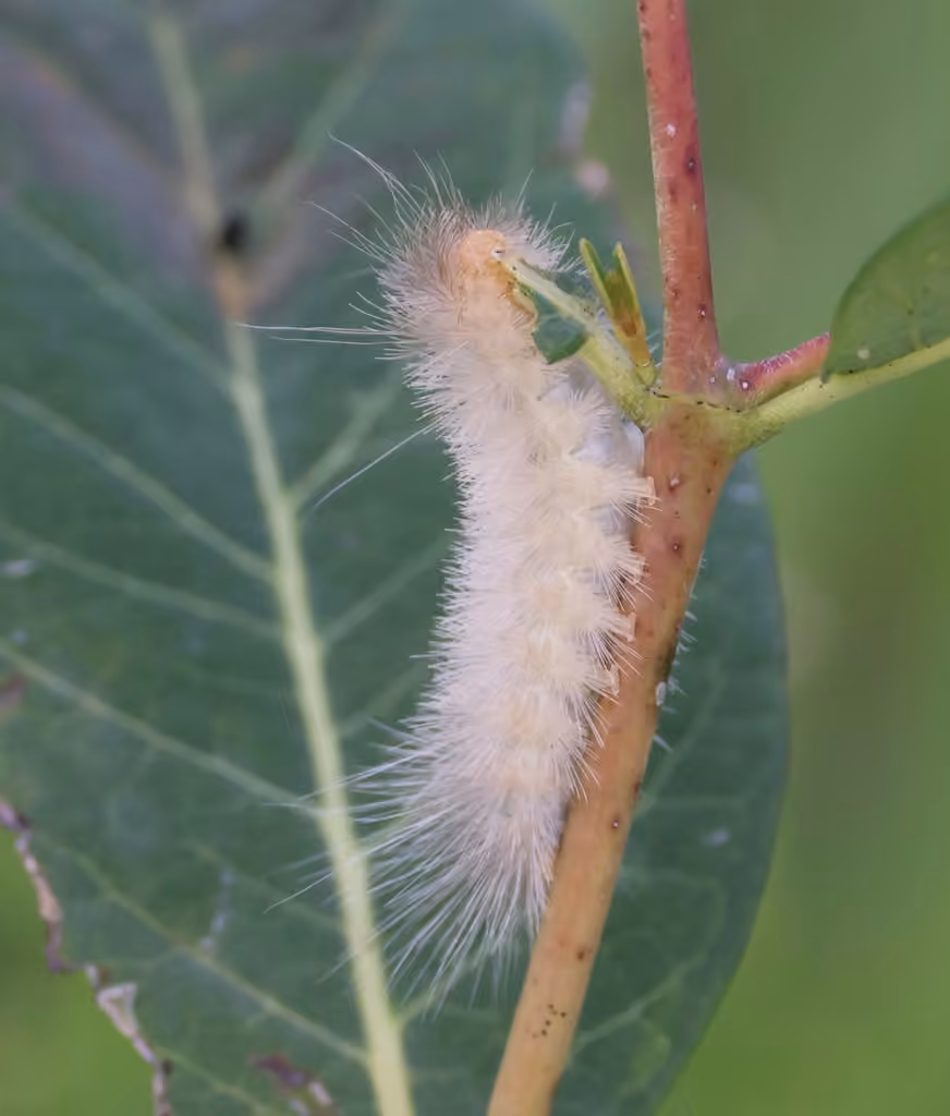 Oregon Cycnia Moth, photo 3 of 5