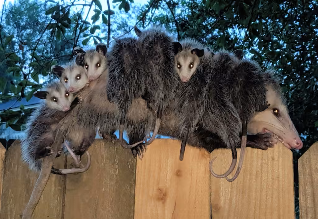 Opossum d'Amérique, Juvénile