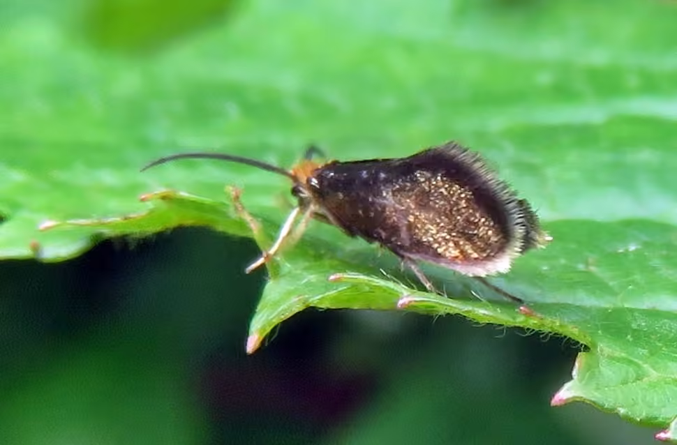 Goldcap Moss-Eater, Adult