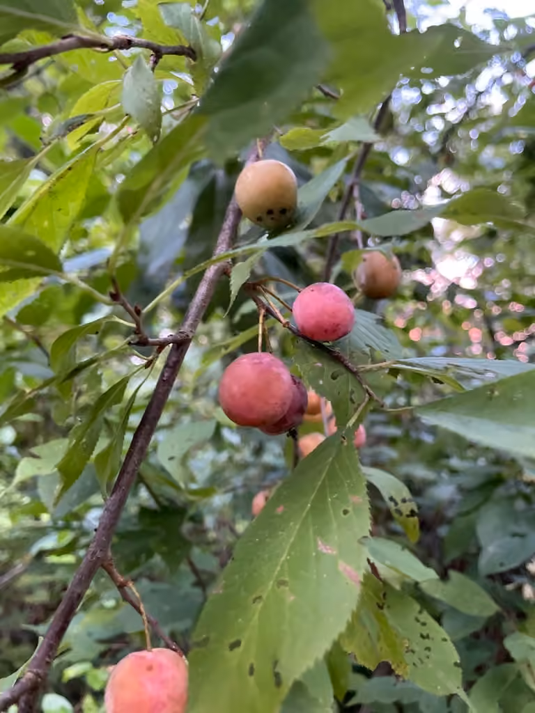 American plum, In fruit