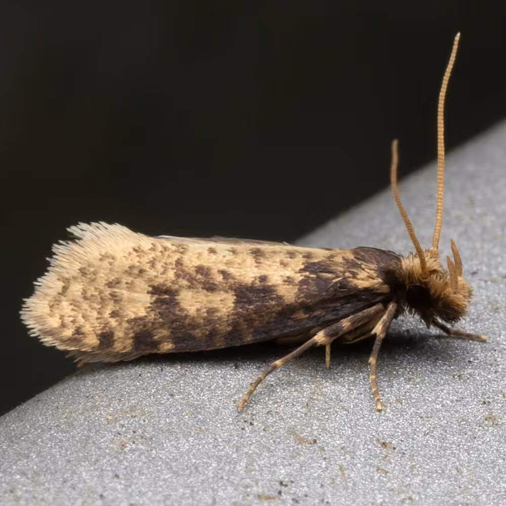 Brown-blotched Amydria Moth
