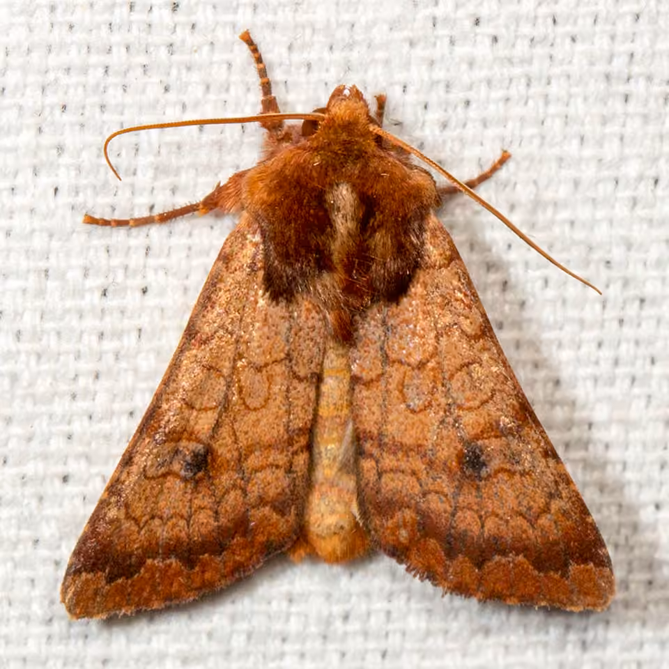 Rosewing Moth, Adulte