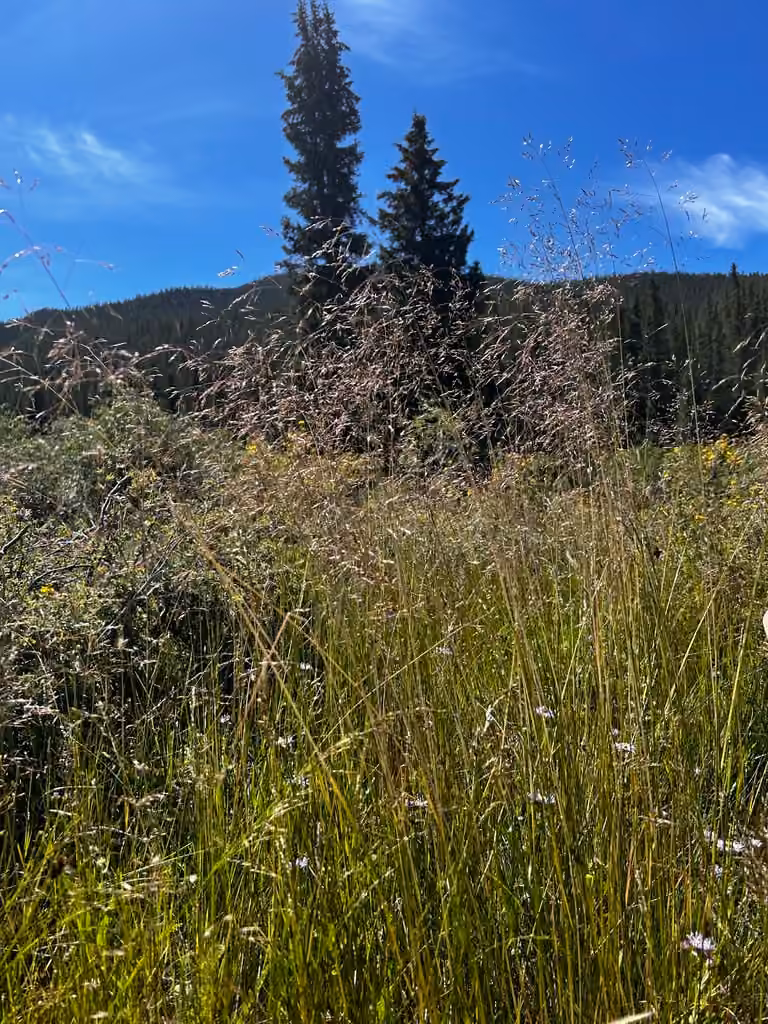 Tufted hairgrass, In fruit