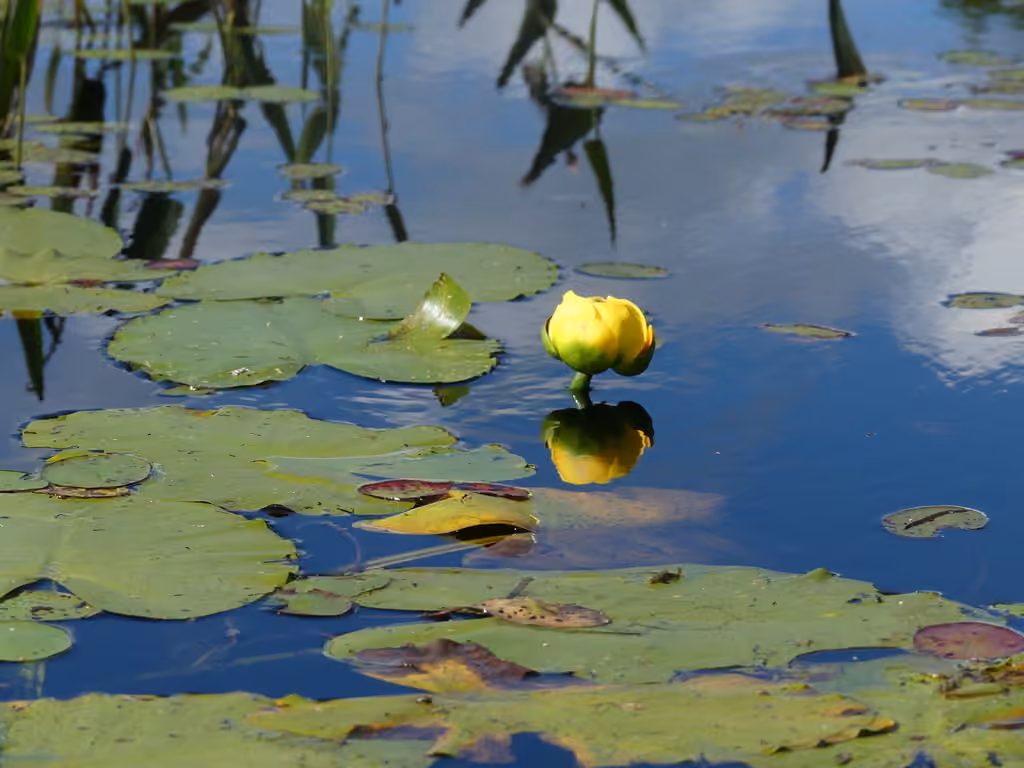 Grand nénuphar jaune, En fleurs