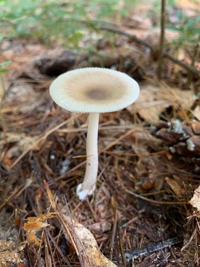 Amanite zonée, photo 1 of 5