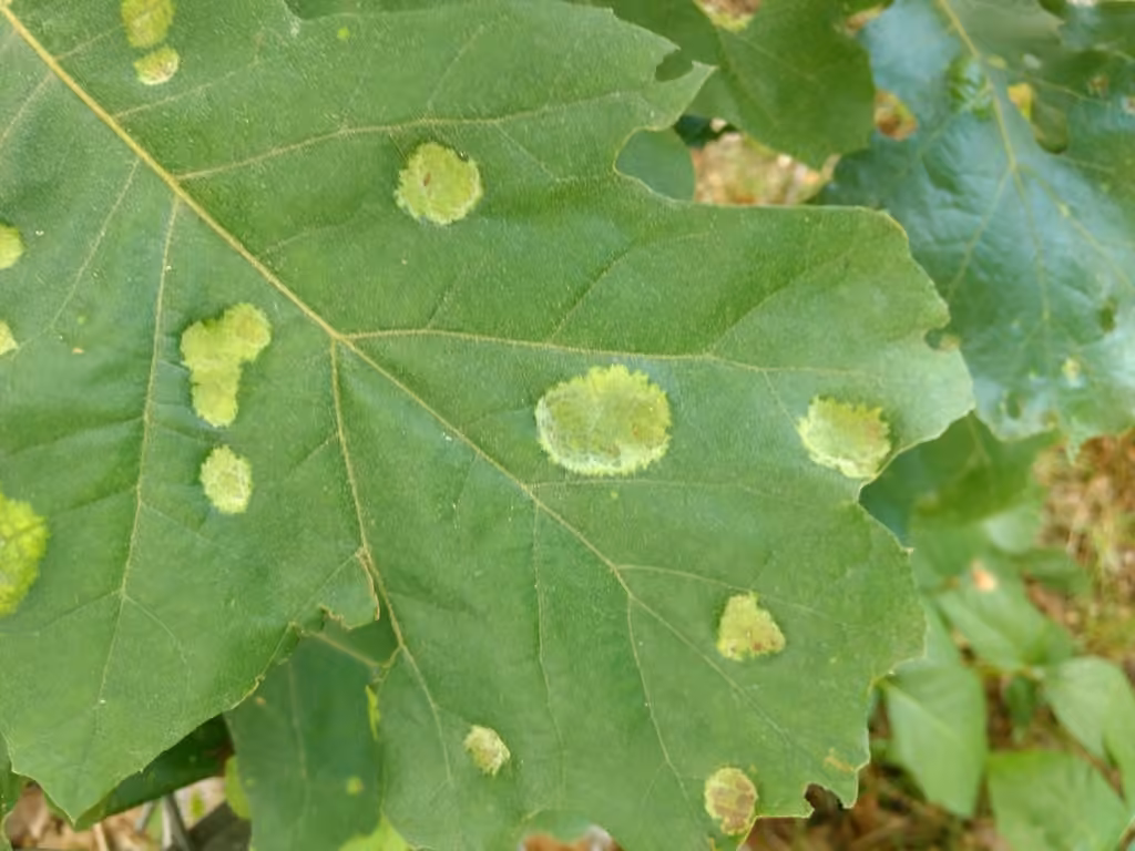 Oak Leaf Blister, photo 3 of 5