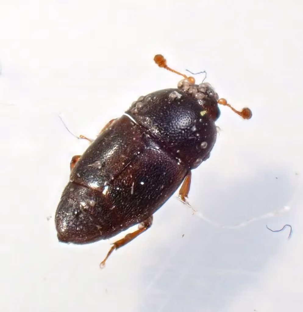 Nitidule marginée, Mâle adulte