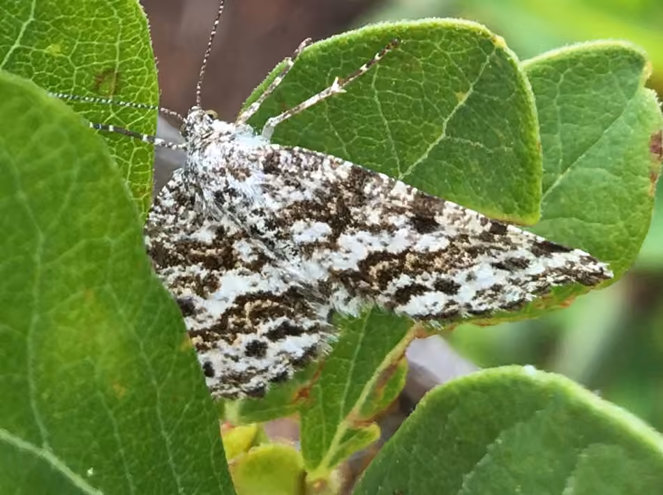 Sharp-lined Powder Moth, Adulte