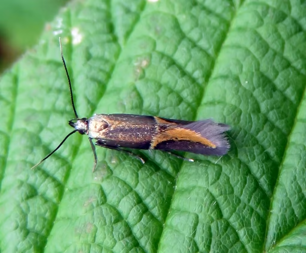 Orange-crescent Moth, Adulte