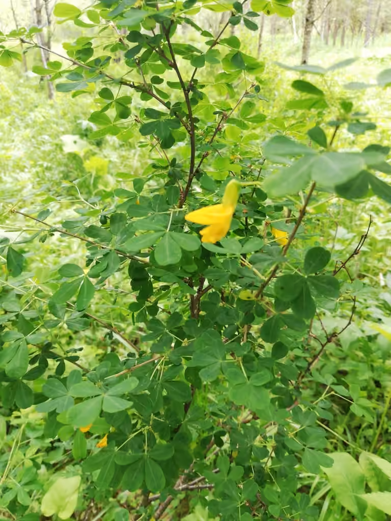 Caragana buissonnant, photo 1 sur 5