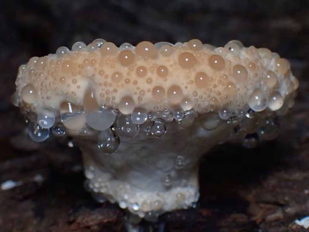 Calcipostia guttulata, photo 1 sur 5
