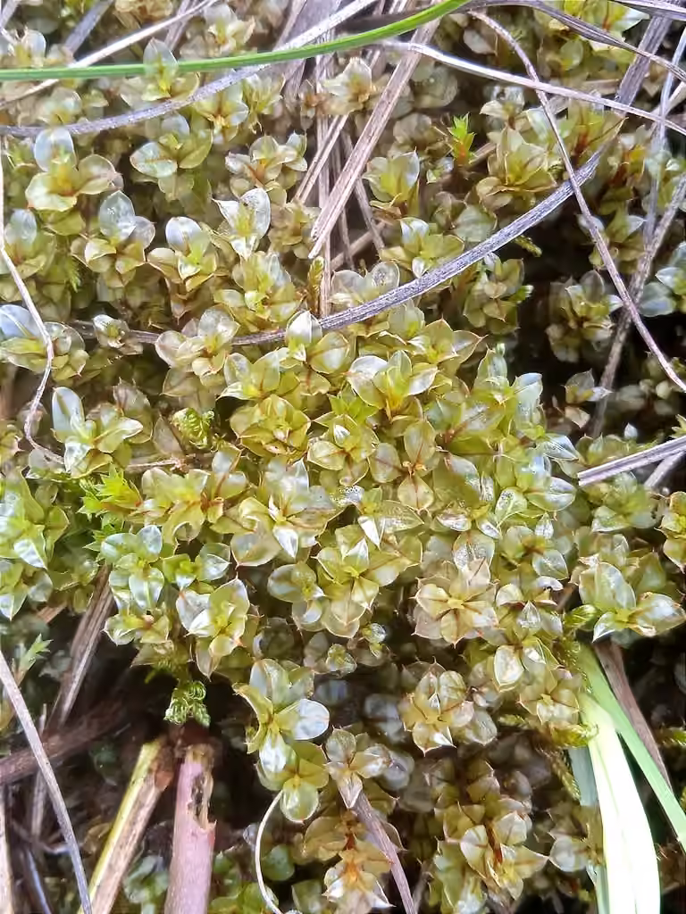 Lurid Cupola-moss, photo 1 of 5