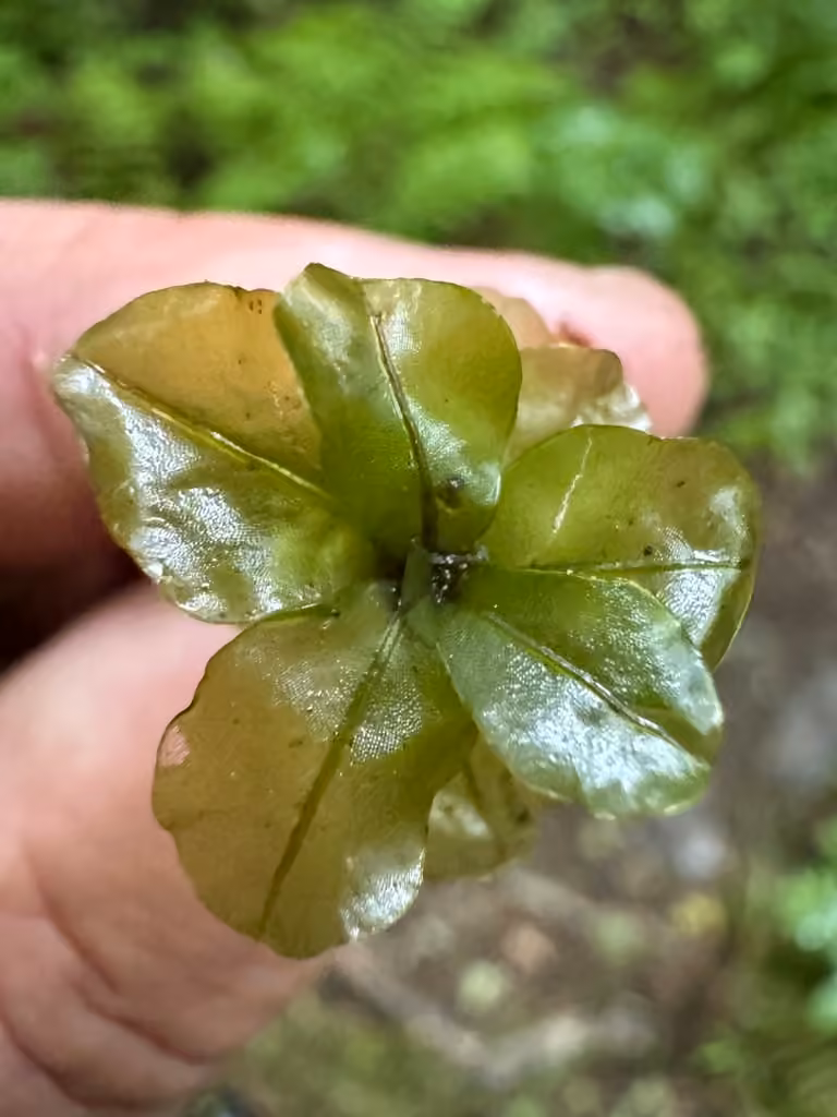 Appalachian rhizomnium moss, photo 2 of 5