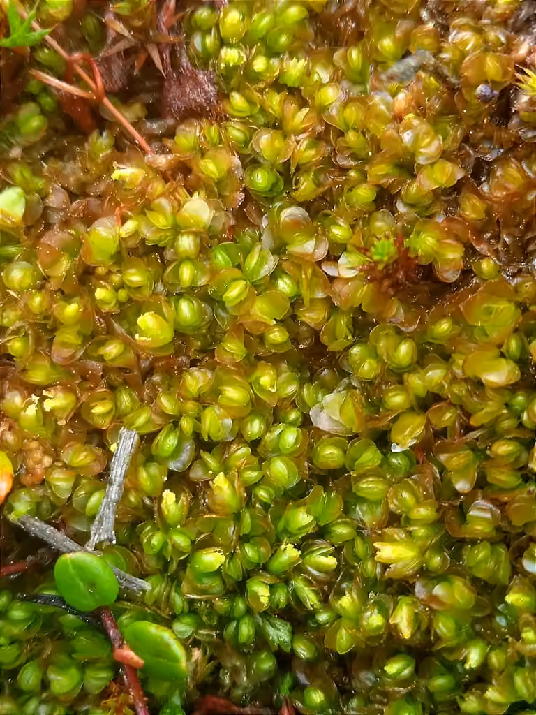 Mylie des tourbières