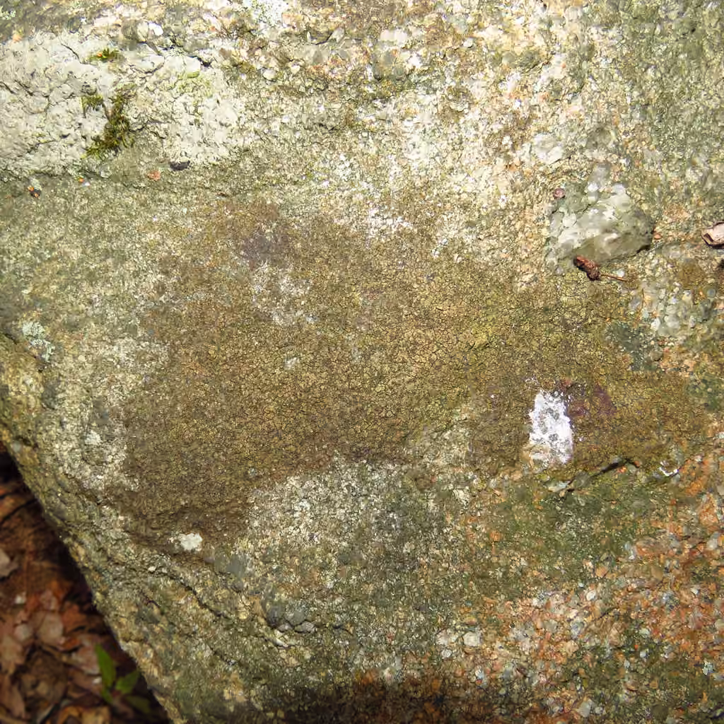 Endocarpe calice, photo 1 sur 5