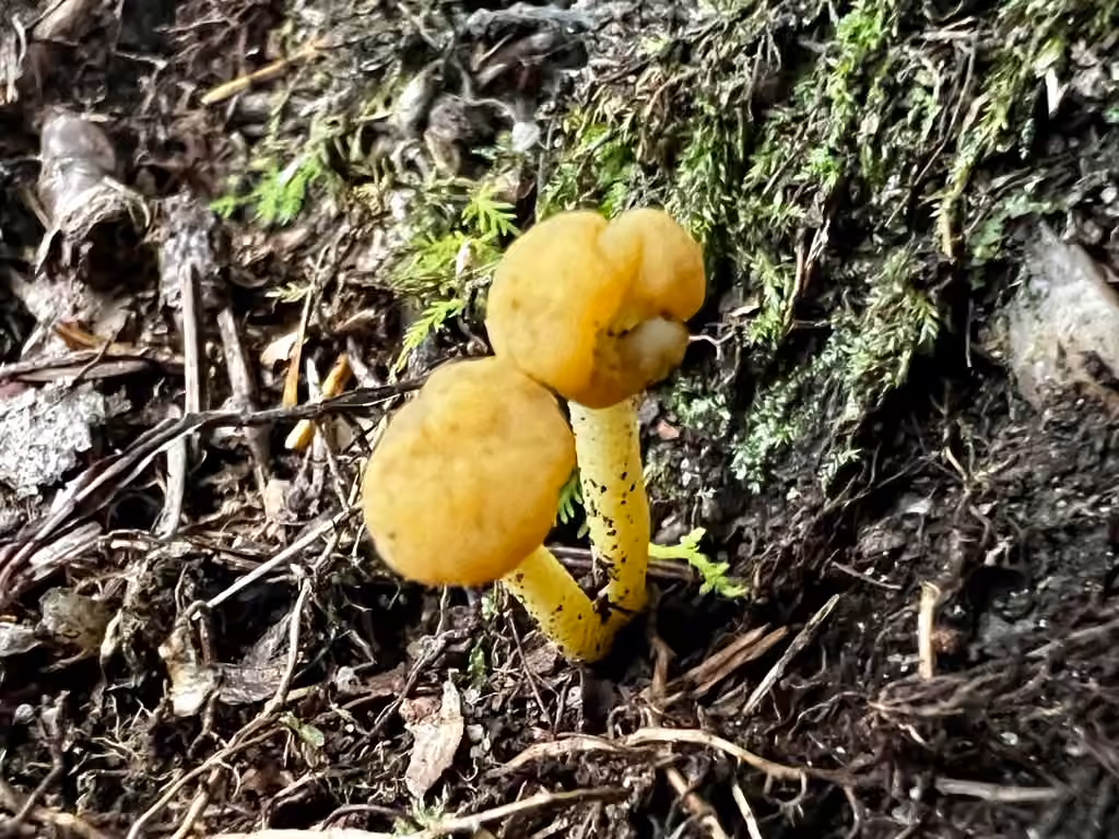 Leotia atrovirens, photo 3 sur 5