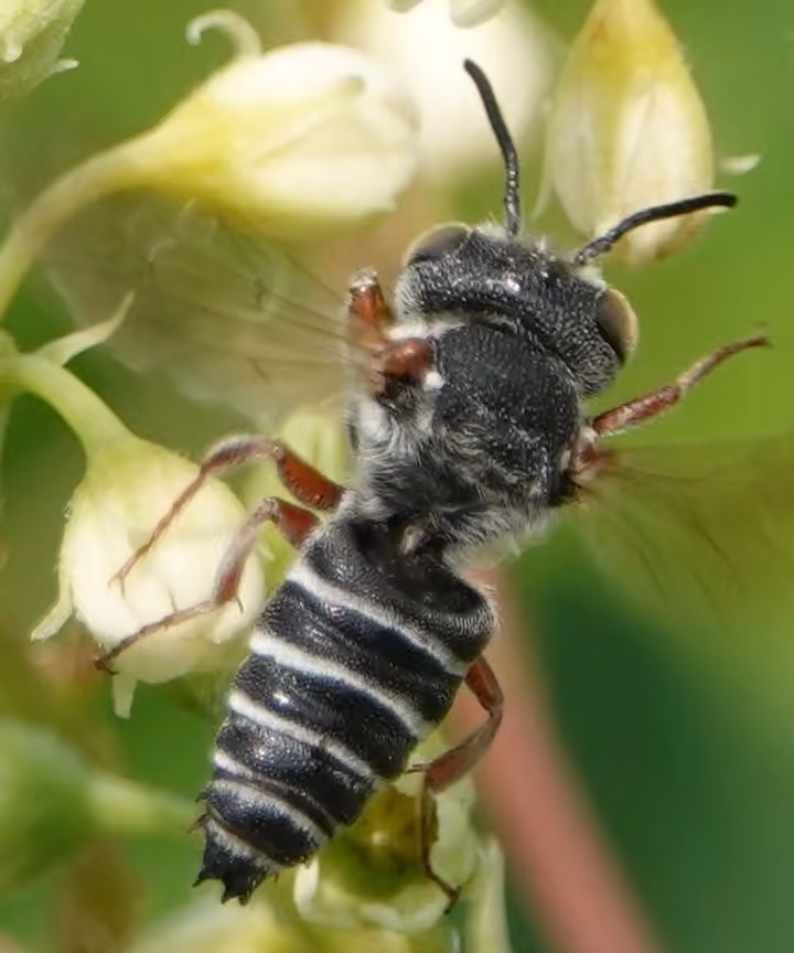 Mégachile à huit dents, Mâle