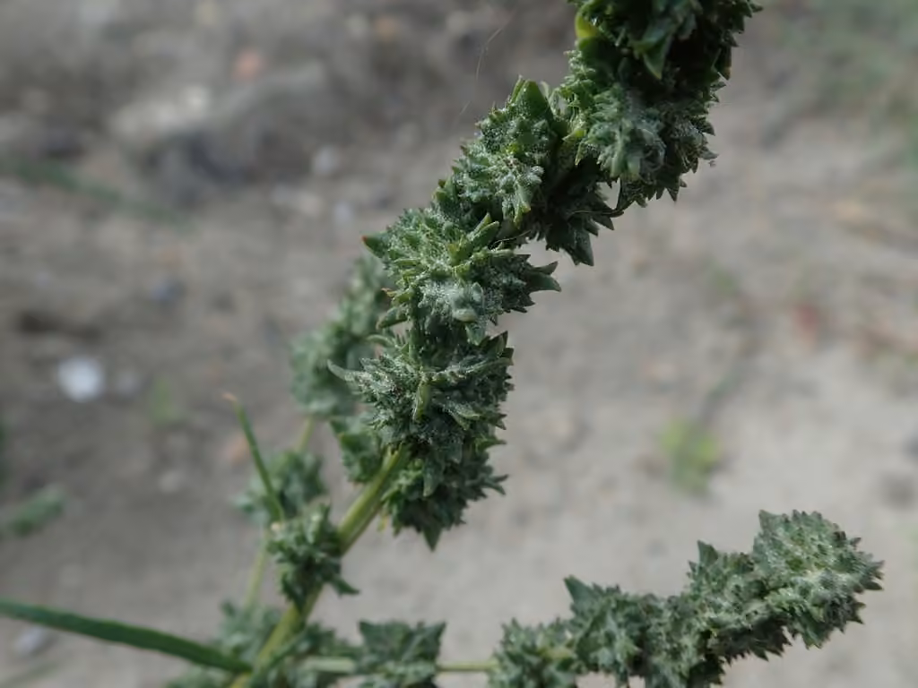 Arroche littorale, En fruits