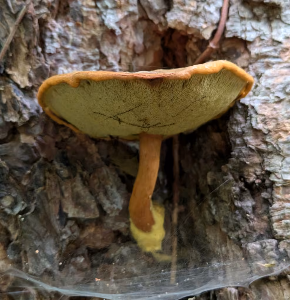 Wood Bolete, photo 3 of 5