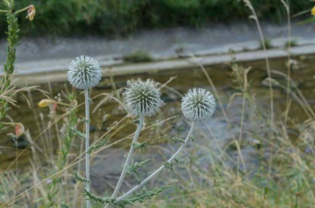 Great globethistle, In flower