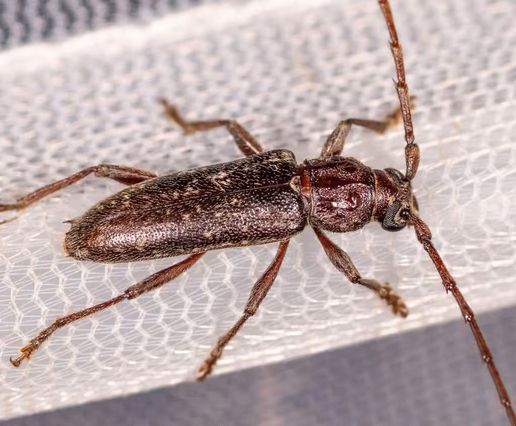 Spiked long-horned beetle, Female
