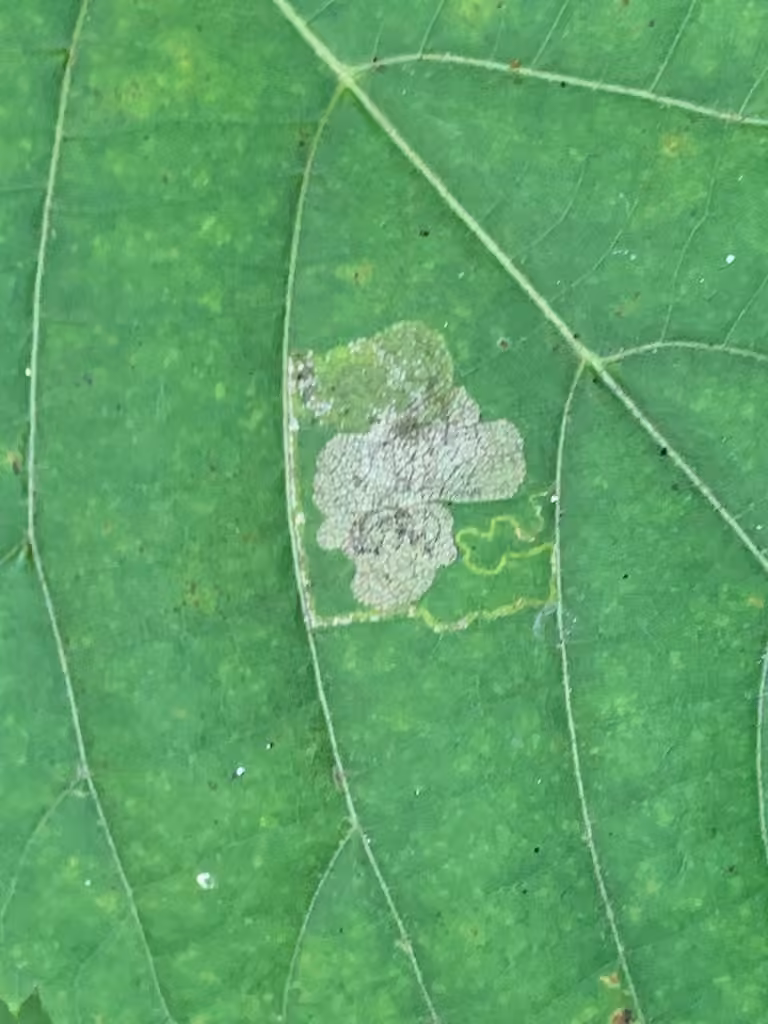 Stigmella argentifasciella, photo 3 sur 5