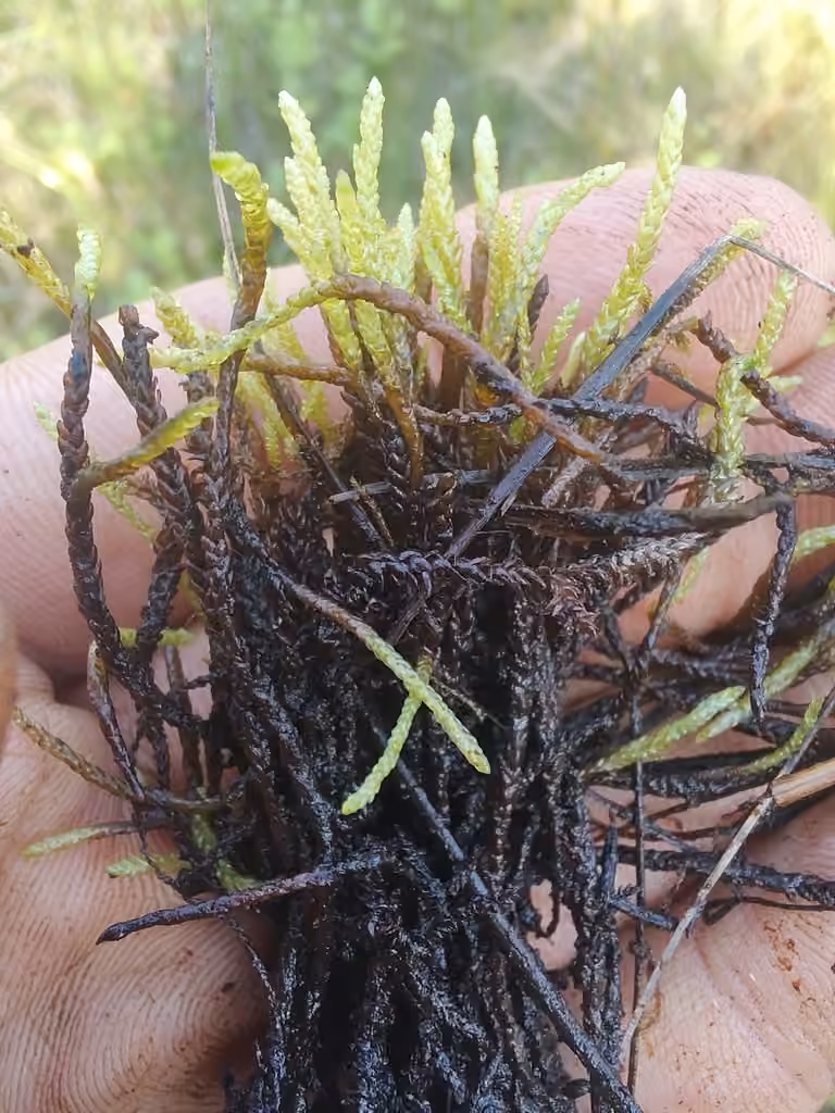 Three-ranked Spear-moss, photo 2 of 5