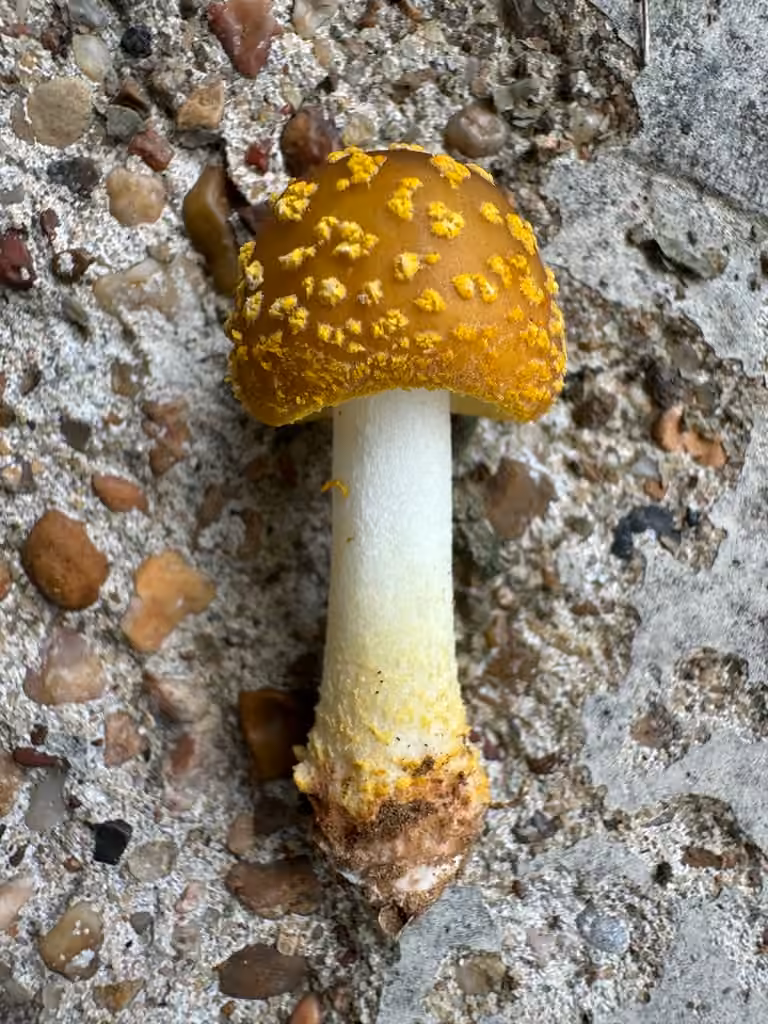 Amanite jaune rougissante, photo 3 sur 5