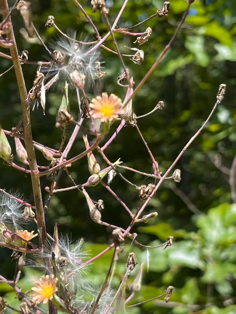 Laitue hirsute, En fleurs