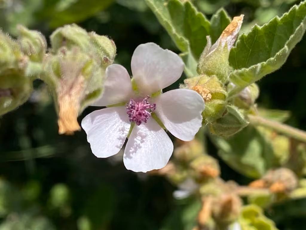 Guimauve officinale, En fleurs