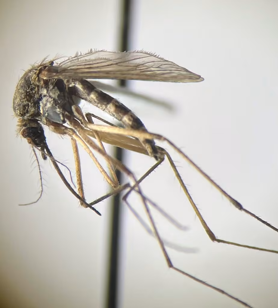 Moustique pointu tacheté allemand, Femelle