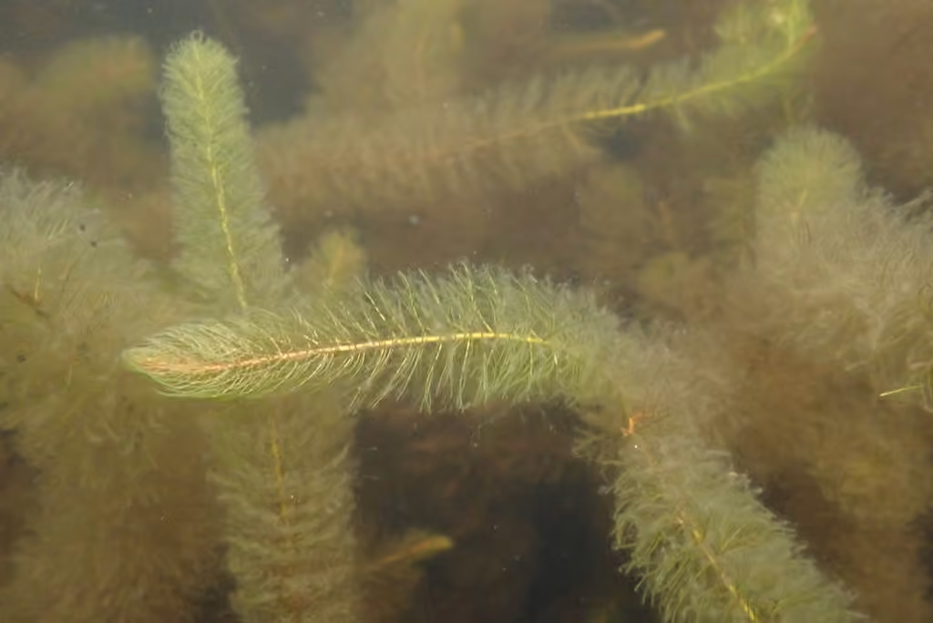 Myriophylle de Farwell
