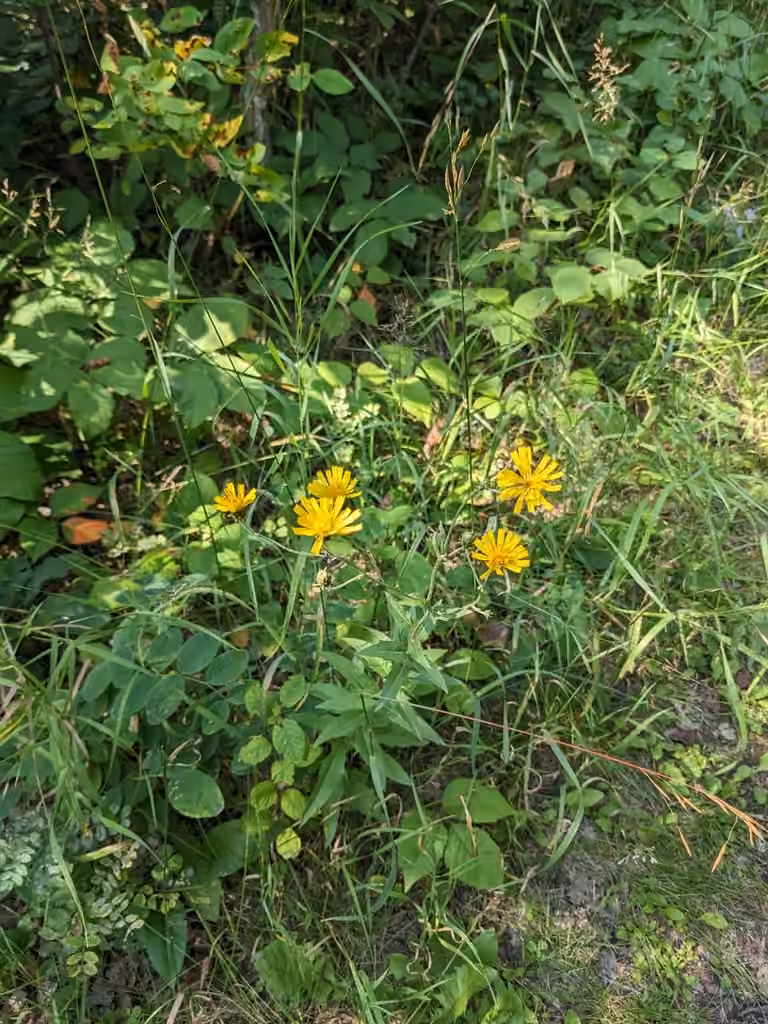 Épervière en ombelle, En boutons