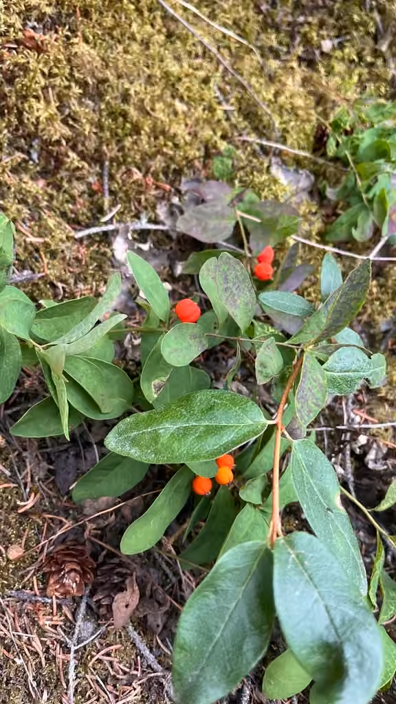 False toadflax, In fruit