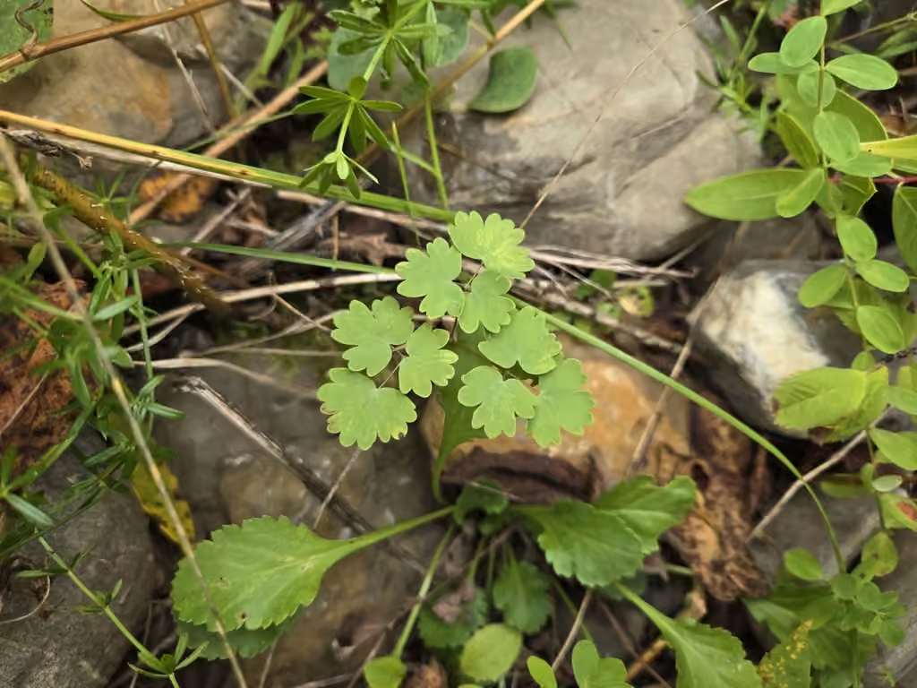 Pigamon de la frontière, Sans fleurs ni fruits
