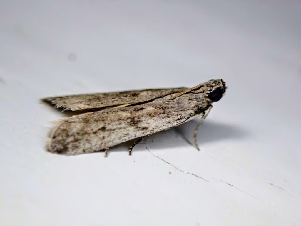 White-edged Phycitodes Moth, Adulte