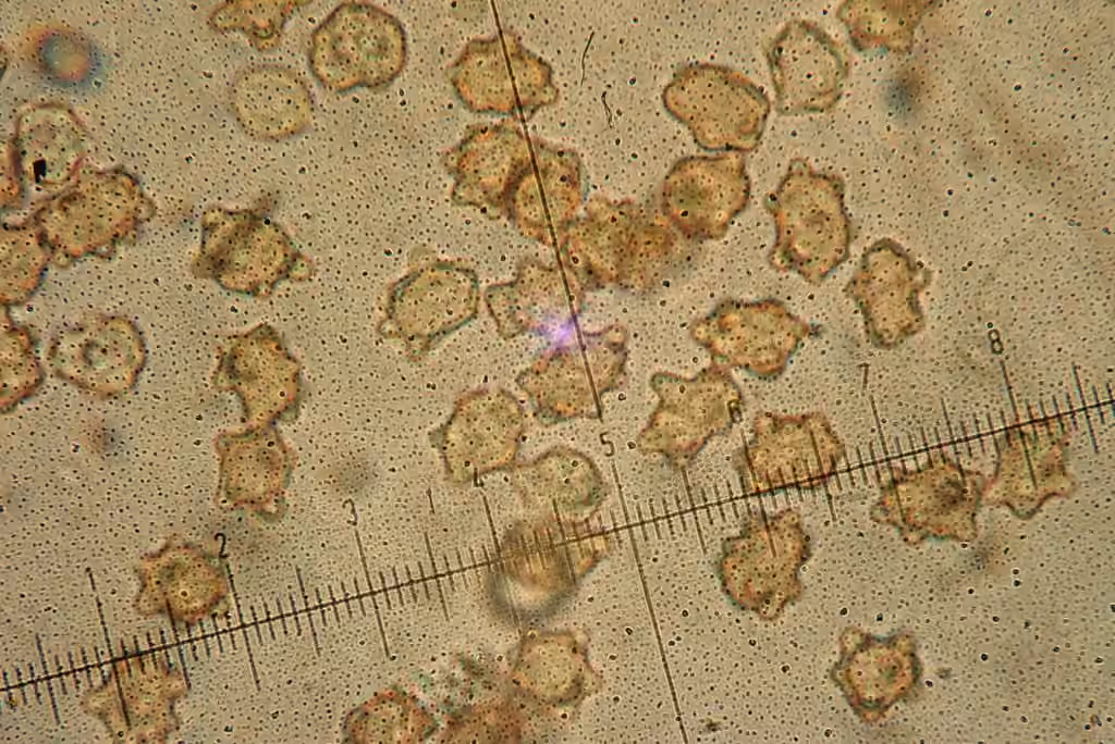Inocybe à spores stellées, photo 2 sur 5