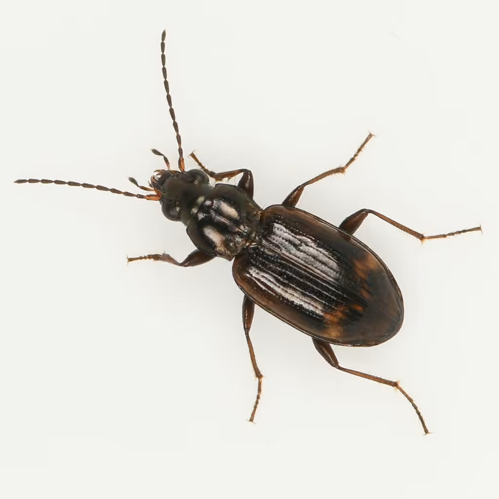 Diffuse-spotted riverbank ground beetle, Male